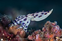 Blue Ringed Octopus, Indonesia