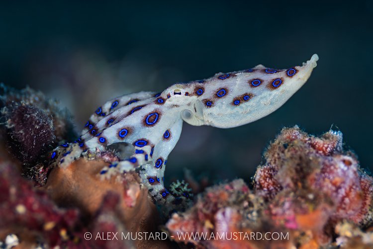Blue Ringed Octopus, Indonesia