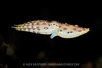 Blue Ringed Octopus, Indonesia