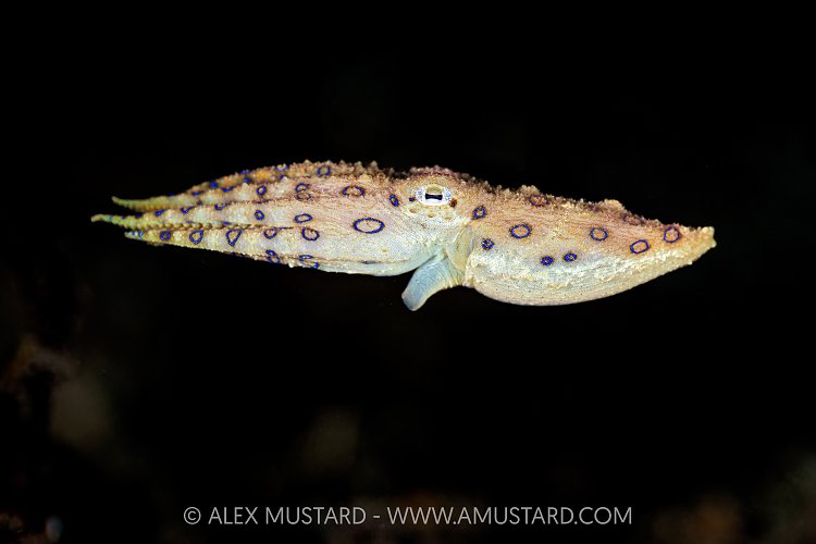 Blue Ringed Octopus, Indonesia