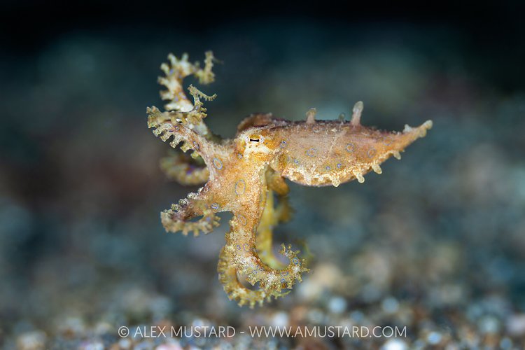 Blue Ringed Octopus, Indonesia