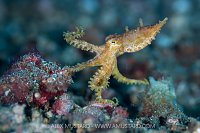 Blue Ringed Octopus, Indonesia