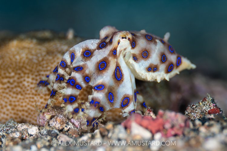Blue Ringed Octopus, Indonesia
