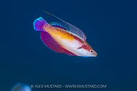Fairy Wrasse, Indonesia