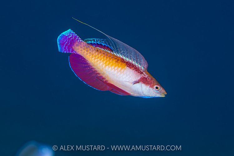 Fairy Wrasse, Indonesia