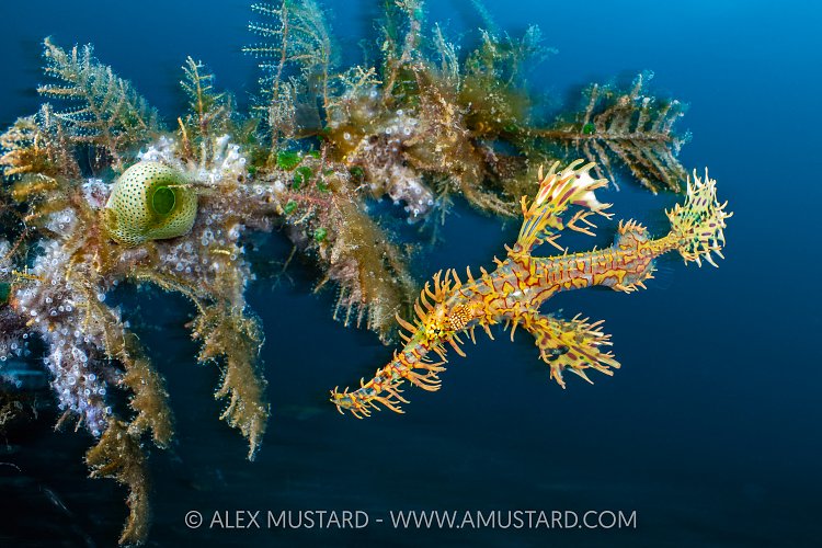 Ornate Ghost Pipefish, Indonesia