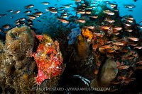 Scarlet Frogfish, Indonesia
