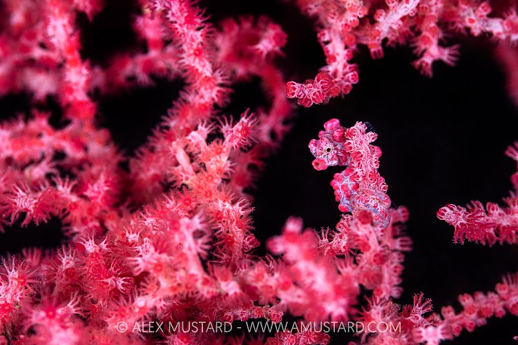 Pygmy Seahorse On Fan, Indonesia