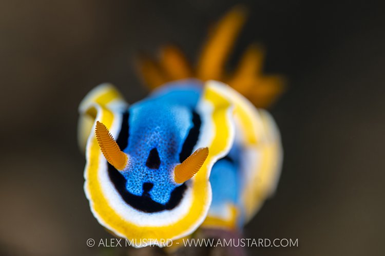 Nudibranch Portrait, Indonesia