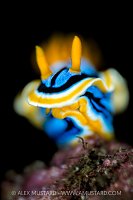 Nudibranch Portrait, Indonesia