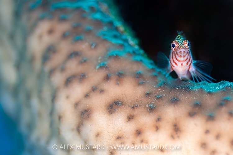 Spotted Hawkfish, Indonesia