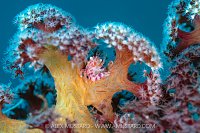 Porcelain Crab On Soft Coral, Indonesia
