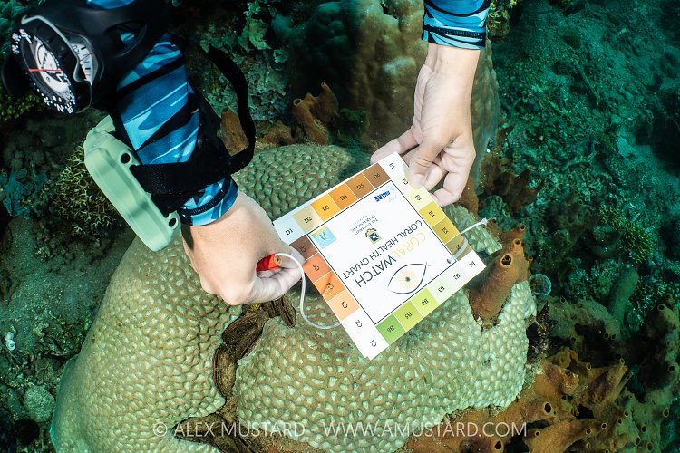 Coral Bleaching Survey, Indonesia