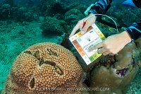 Coral Bleaching Survey, Indonesia