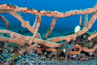 White Frogfish Hiding, Indonesia