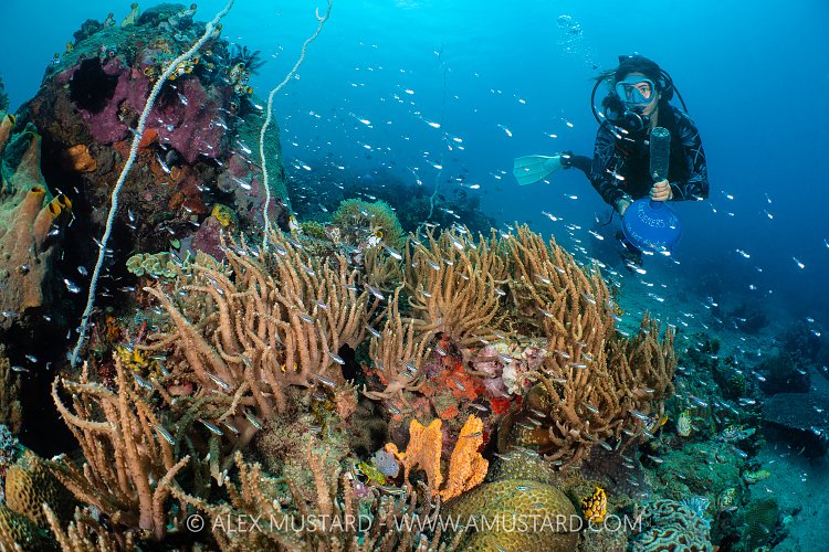 Deploying Coral Spawning Traps, Indonesia
