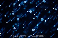 Fish School Abstract, Indonesia