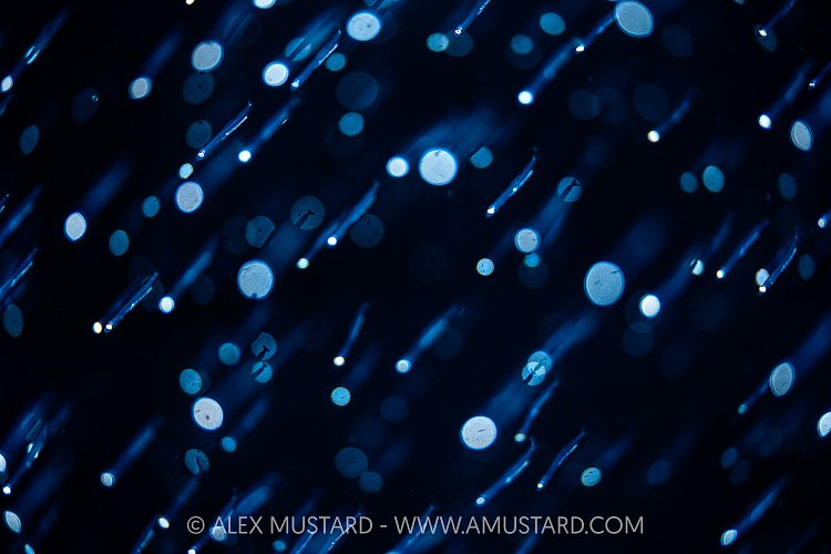 Fish School Abstract, Indonesia