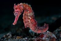 Common Seahorse, Indonesia