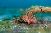 Ambon Scorpionfish, Indonesia