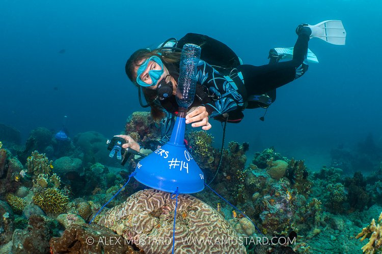Coral Spawning Trap Deployment, Indonesia