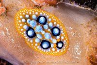 Ocellated Nudibranch, Indonesia