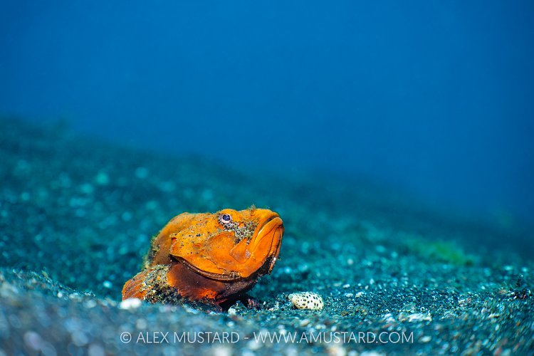 Orange Humpback Scorpionfish, Indonesia