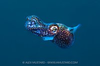 Swimming Bobtail Squid, Indonesia