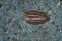 Cockatoo Flounder Display, Indonesia