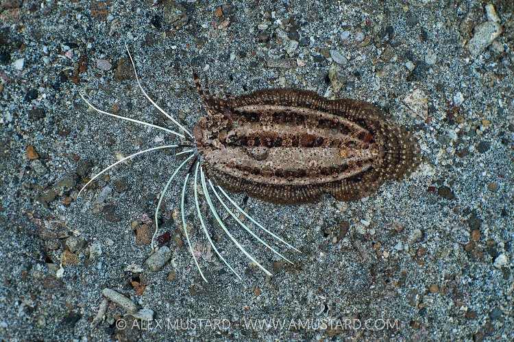 Cockatoo Flounder Display, Indonesia