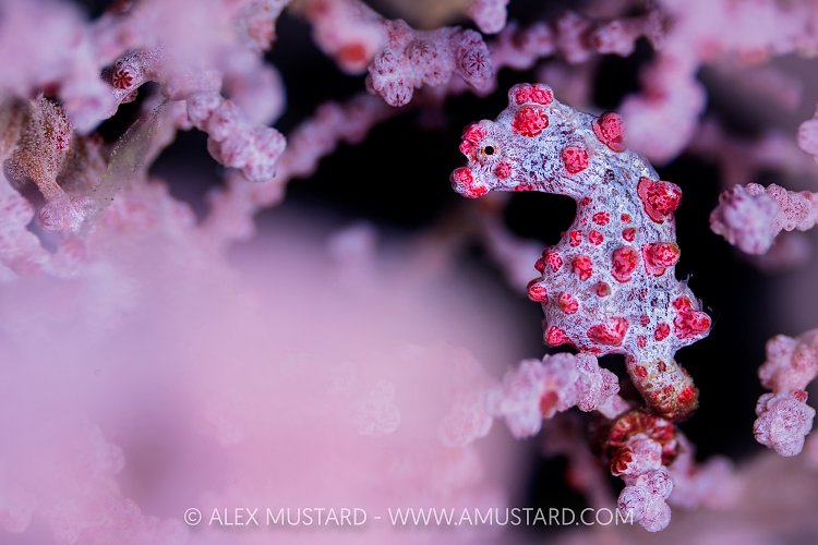 Pygmy Seahorse, Indonesia