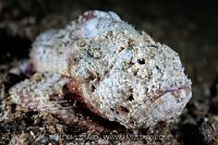 Blunt-snout Scorpionfish, Indonesia