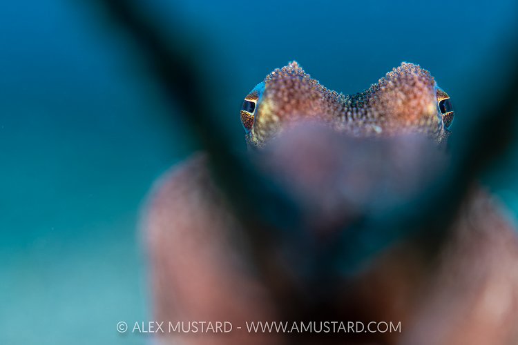Ovctopus Investigates Lens, Indonesia