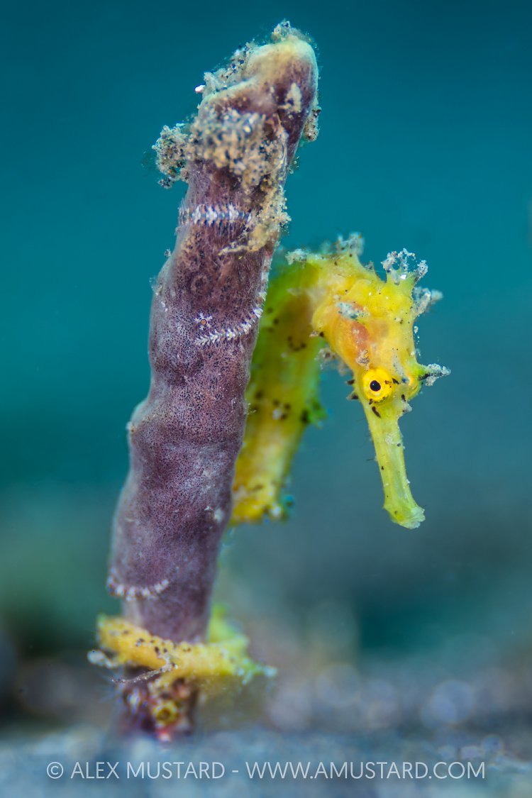 Thorny Seahorse, Indonesia