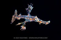 Larval Stage Ghost Pipefish, Indonesia