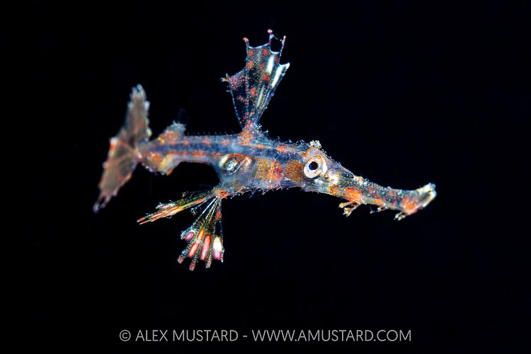 Larval Stage Ghost Pipefish, Indonesia