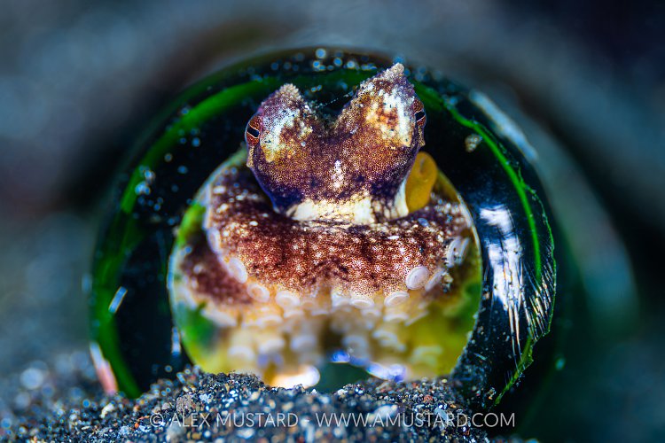 Octopus In Bottle, Indonesia
