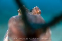 Ovctopus Investigates Lens, Indonesia