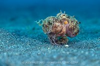 Octopus In Bottle, Indonesia
