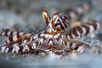 Wonderpus, Indonesia