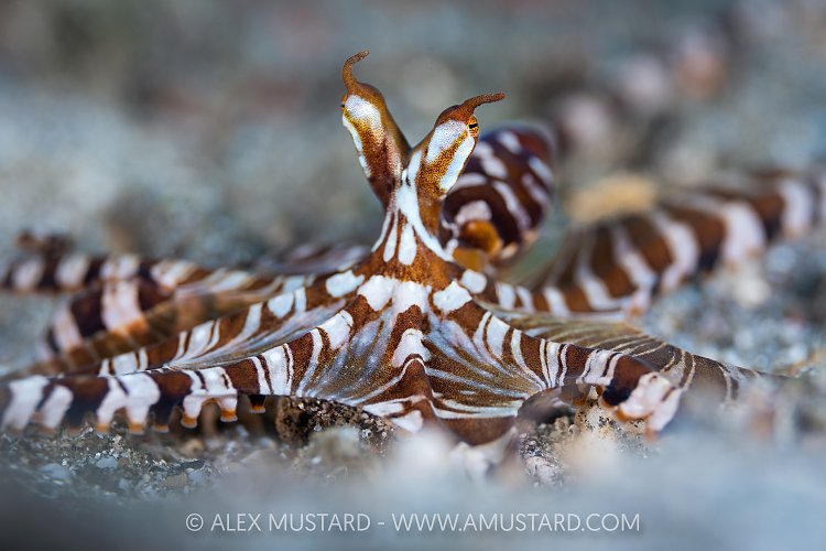 Wonderpus, Indonesia