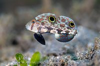 Signal Goby Display, Indonesia