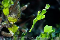 Halimeda Ghost Pipefish, Indonesia