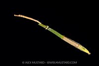 Pelagic Pipehorse, Indonesia