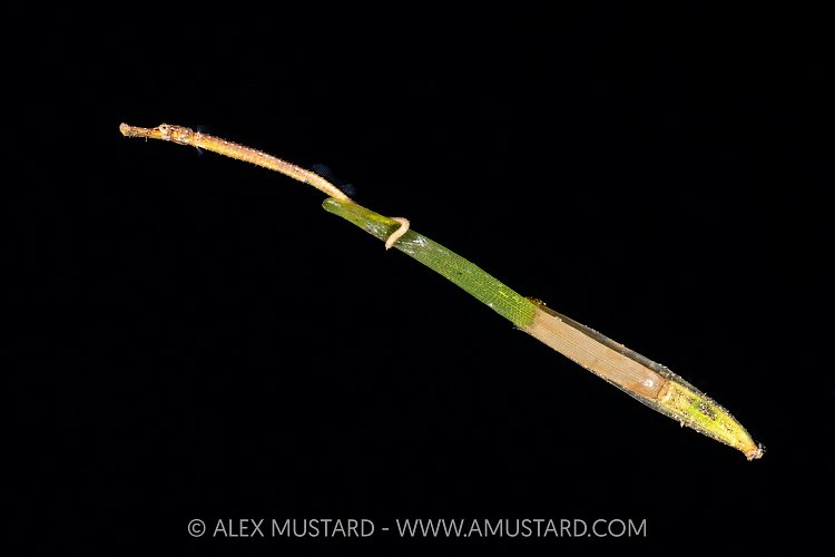 Pelagic Pipehorse, Indonesia