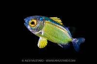 Larval Squirrelfish, Indonesia