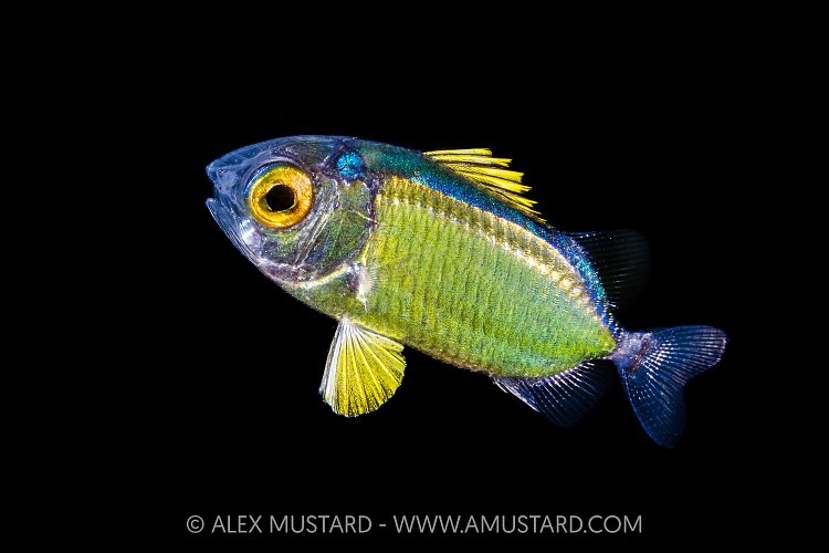 Larval Squirrelfish, Indonesia