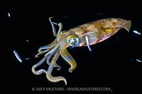 Bigfin Reef Squid, Indonesia