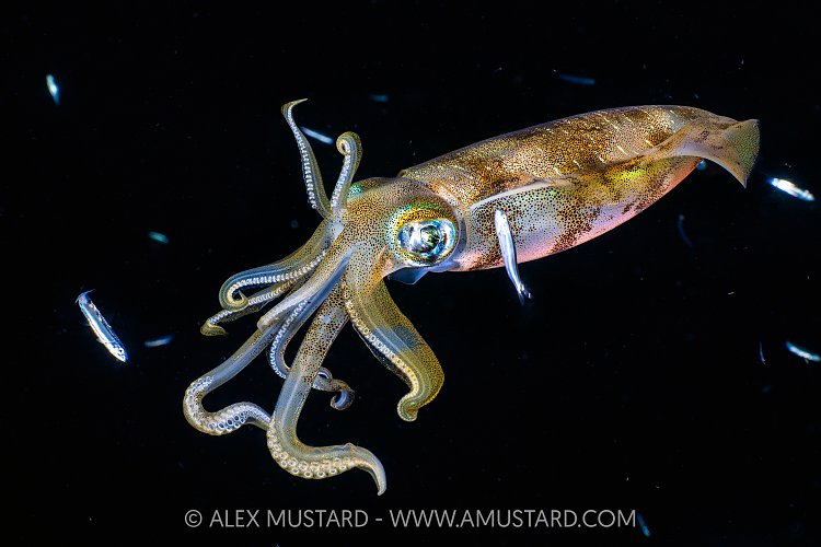 Bigfin Reef Squid, Indonesia