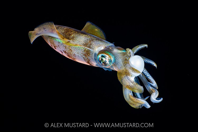 Bigfin Reef Squid Feeding, Indonesia